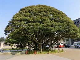 石川県政記念しいのき迎賓館6