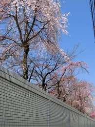 任天堂本社ビル3