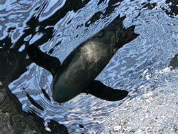 京都水族館4