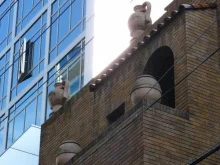 中央電気倶楽部