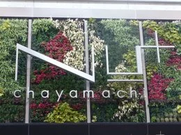 Nu chayamachiプラス2