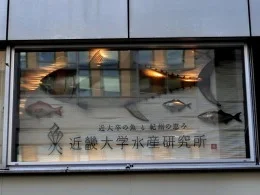 近畿大学水産研究所 銀座店